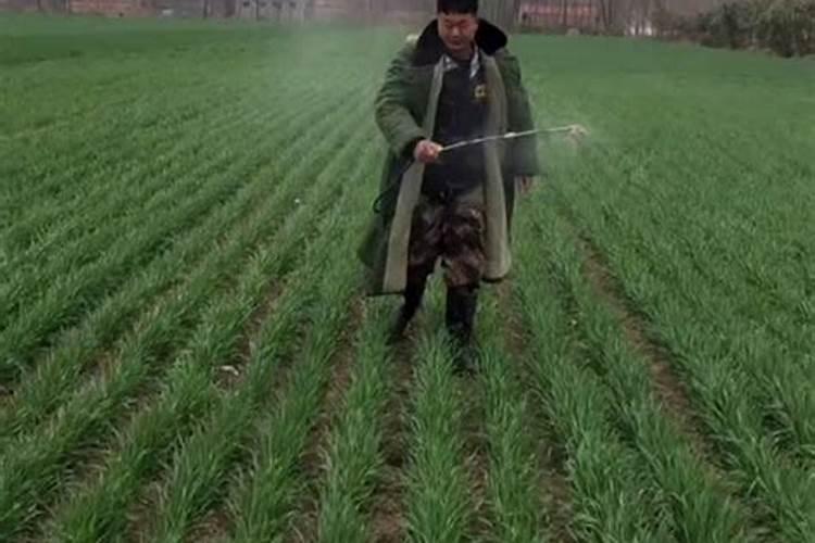 喷施叶面肥没有效果,究竟是哪里出了问题呢？