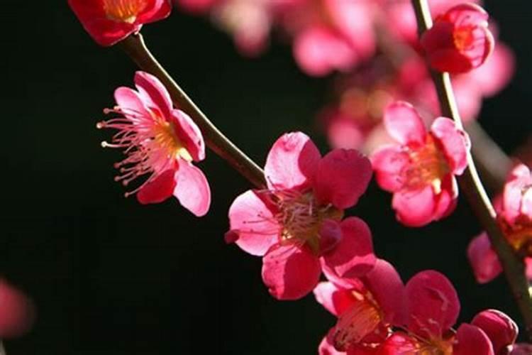 吸收氮最强的植物