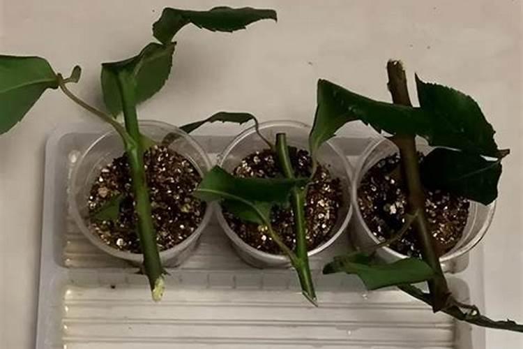 一品红浇水施肥和繁殖方法