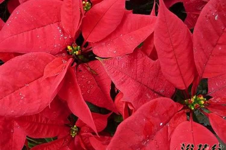 一品红的养殖方法