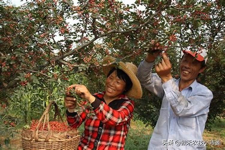 花椒喜欢什么肥料