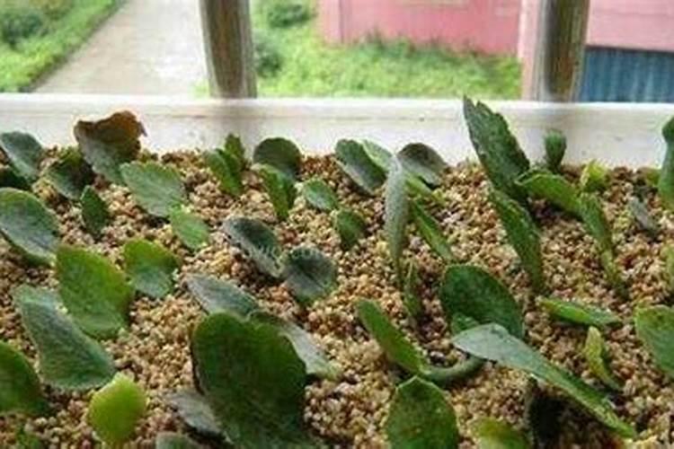 什么肥料对兰花发芽生根开花最好