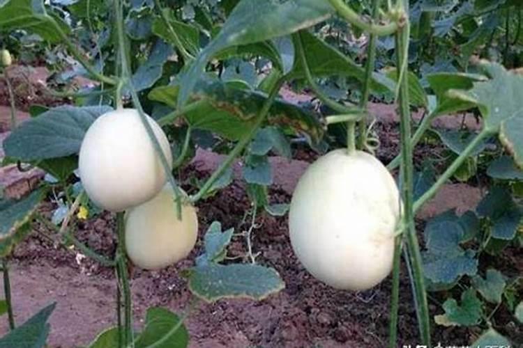 请问香瓜和工长茄子苗期冲施氮肥好还是磷肥好？