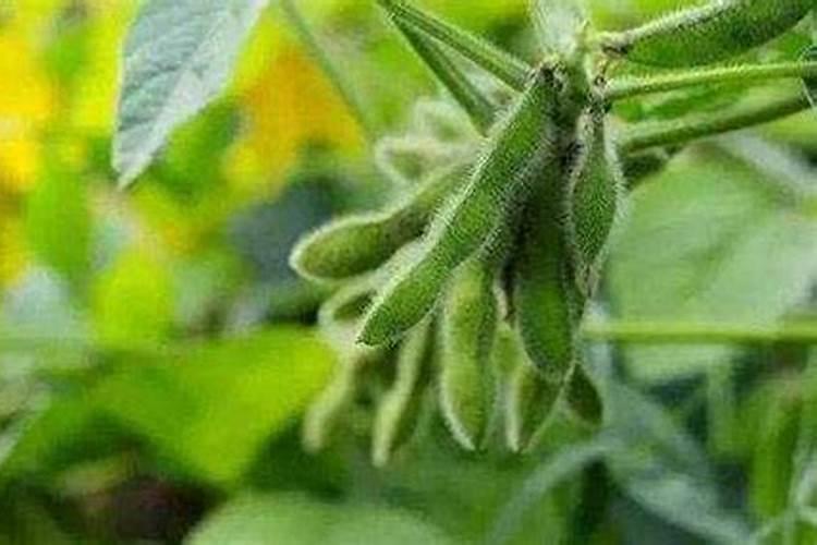 黄豆水属于磷肥还是氮肥