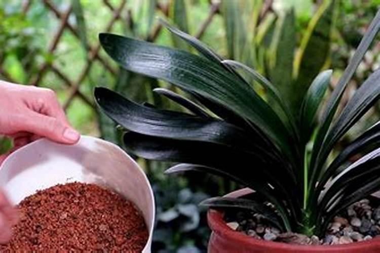 君子兰换土后多久施肥