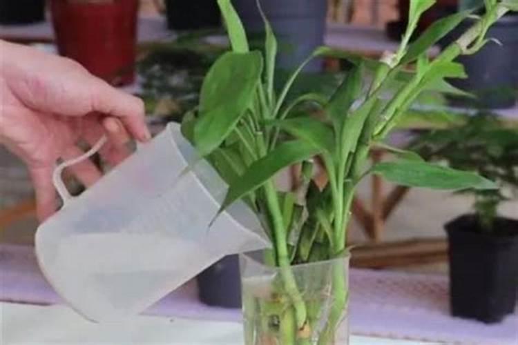 富贵竹怎样施肥最好