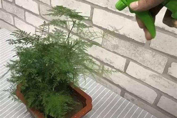 文竹夏天能施肥吗