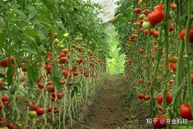 辣椒大棚定植后如何管理水肥