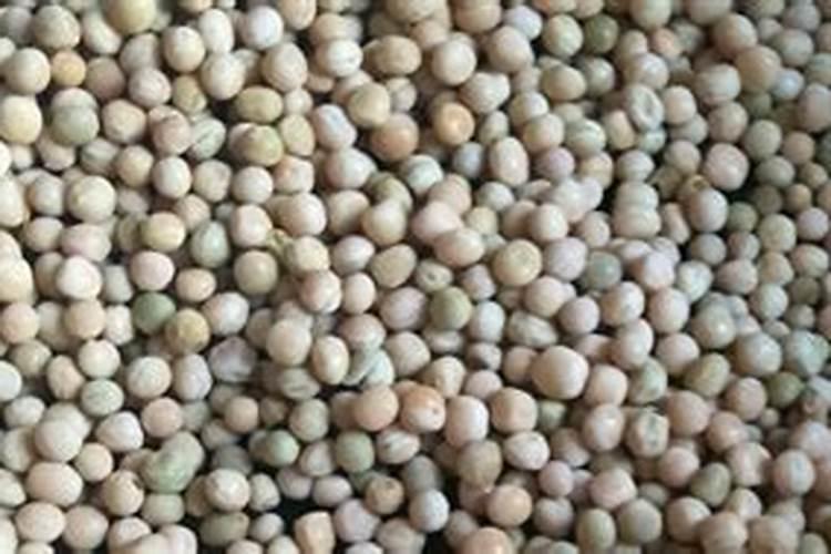 黄豆怎样做花肥黄豆可以直接做肥料吗