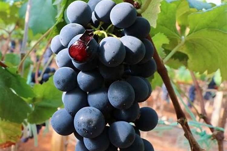 苯丙氨酸在葡萄上使用方法