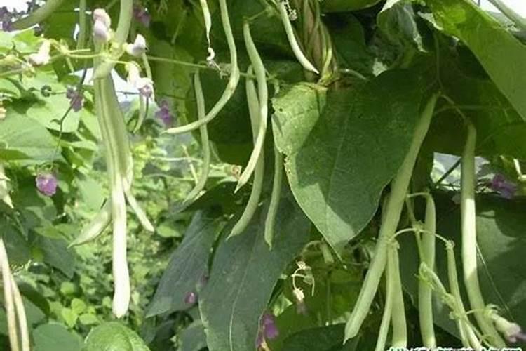 种植四季豆提高产量的施肥技巧有哪些