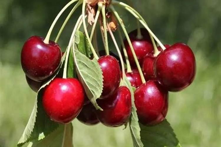 大棚樱桃什么时候冲高钾肥？