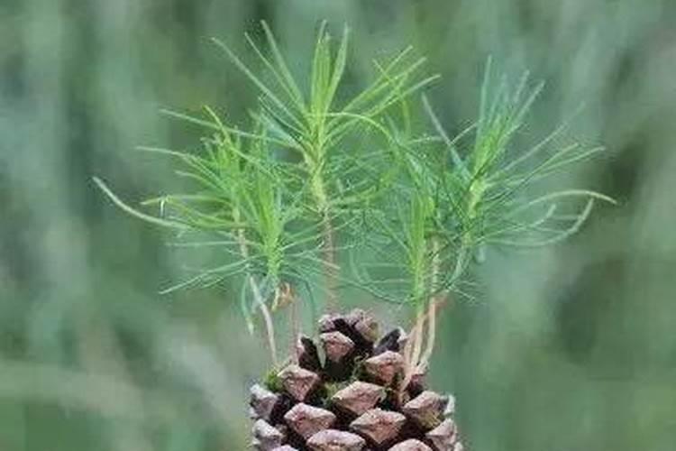 种植君子兰用什么土好