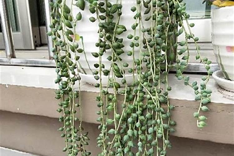 含草酸蔬菜从高到低一览表