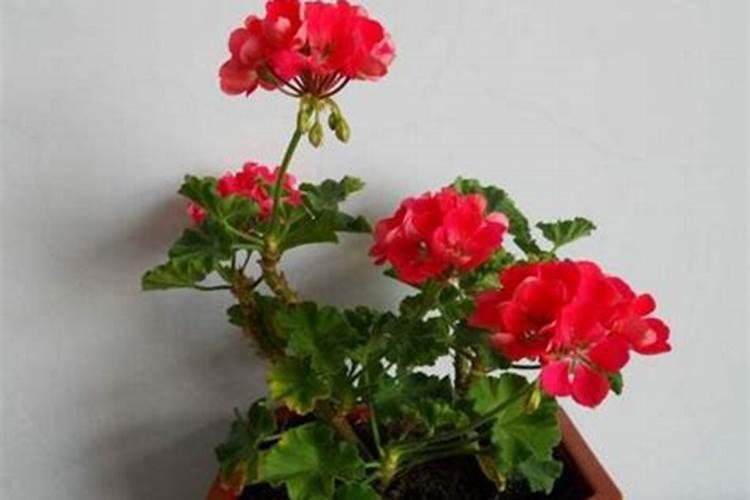 天竺葵夏天怎么浇水施肥