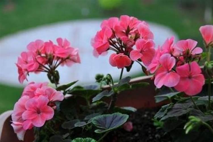 天竺葵夏天怎么浇水施肥