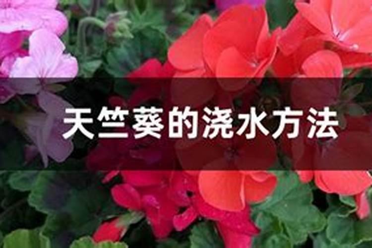 天竺葵怎样养护？