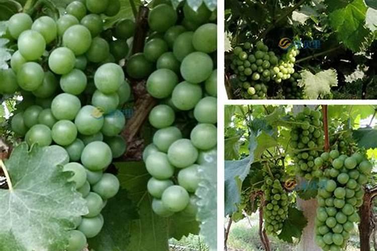 葡萄树施用什么肥料能达到最优效果