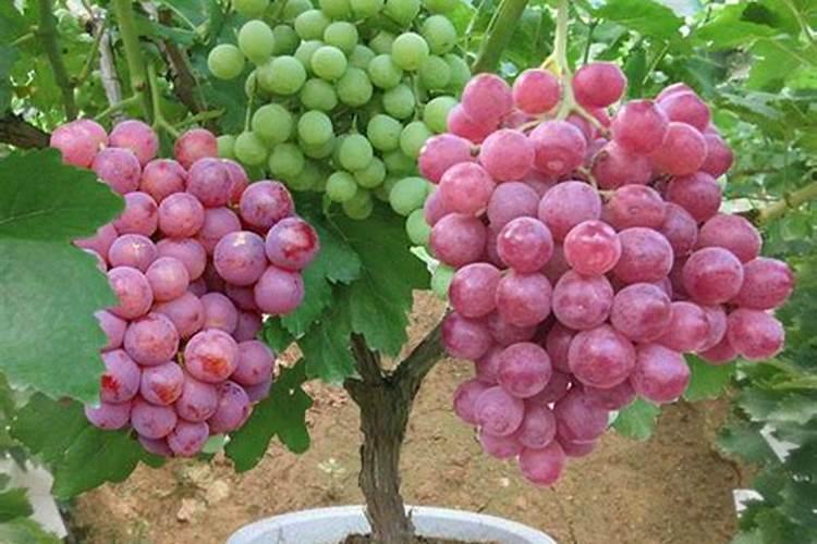 葡萄叶面肥有哪几种