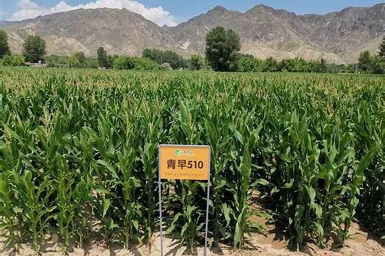 玉米打叶面肥用进口叶面肥用哪个国家的好