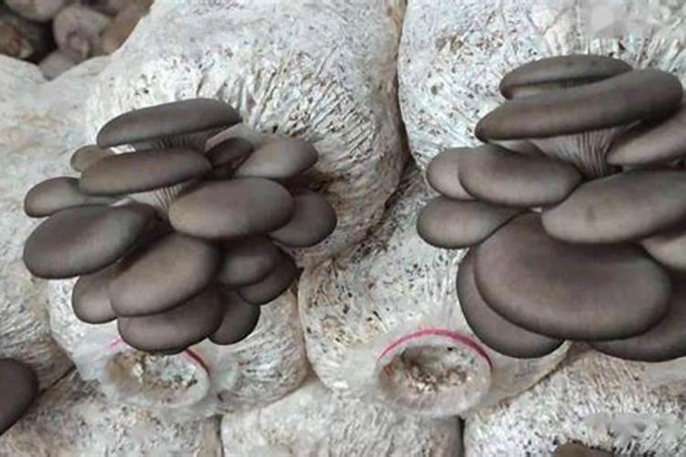 如何补硒才能有抗癌治癌的作用