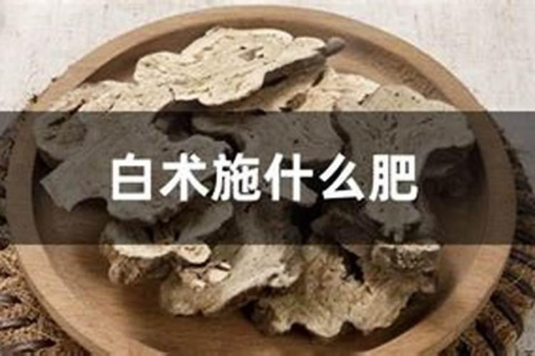 杨梅树几年才能结果