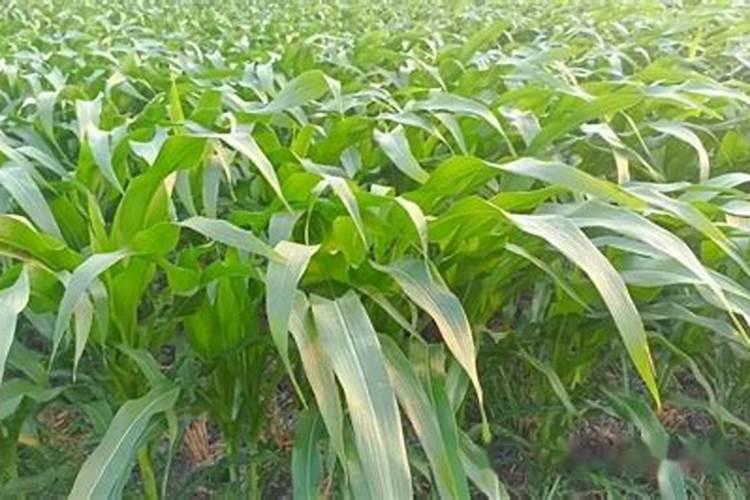 玉米秸秆还田为什么要试用尿素？具体亩用量多少？