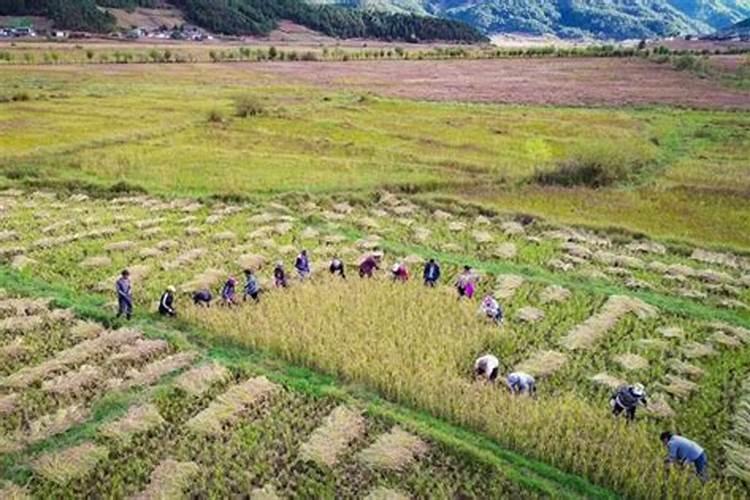 怎样种稻子,肥料,水,除草等
