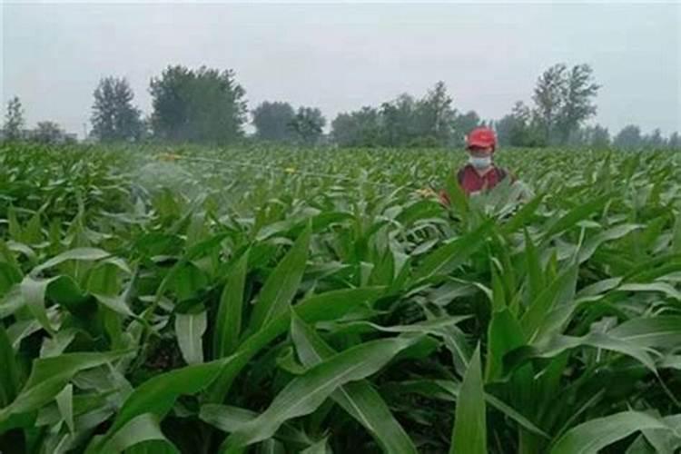 早上有露水能打玉米除草剂和叶面肥吗(打叶面肥最佳时机)