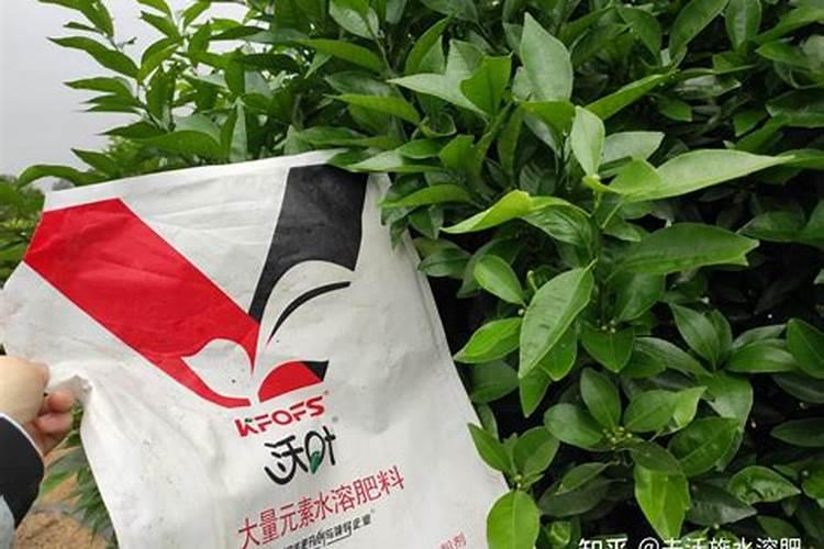 水溶肥做叶面肥用量多少