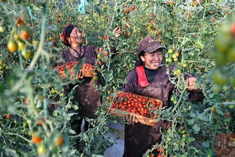 大棚蔬菜、果树肥害发生情况有哪些？要如何应对？