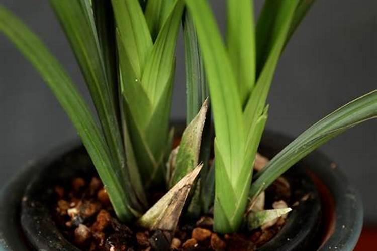 磷肥过量怎么补救