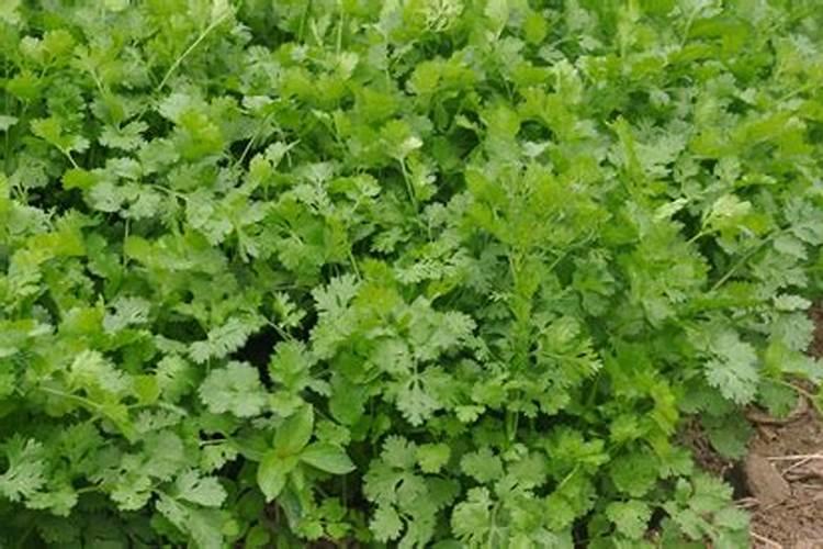 香菜种植施肥方法