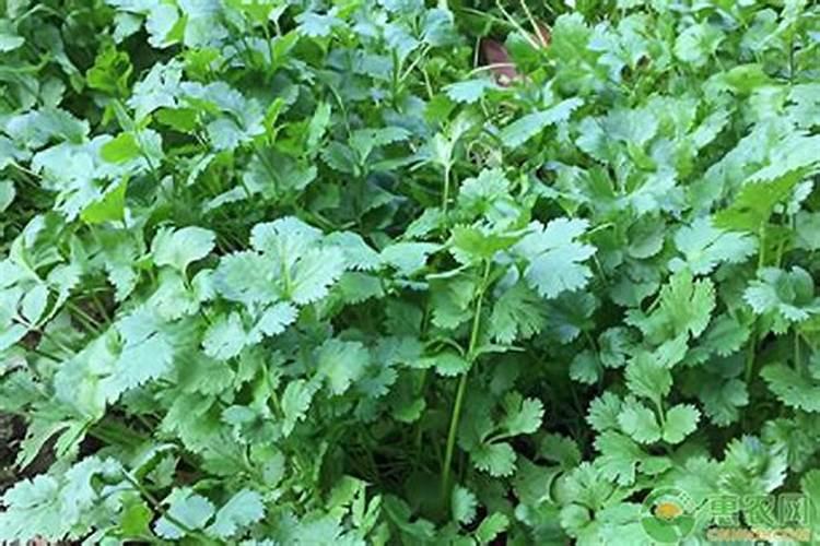 香菜种子多久施肥