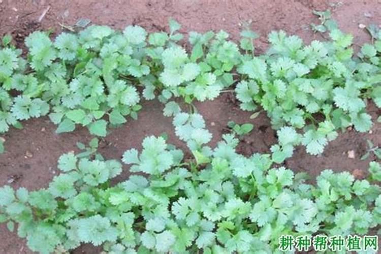 香菜多久可以施肥