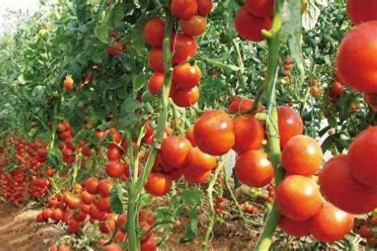 番茄第一次追肥用什么肥最好？