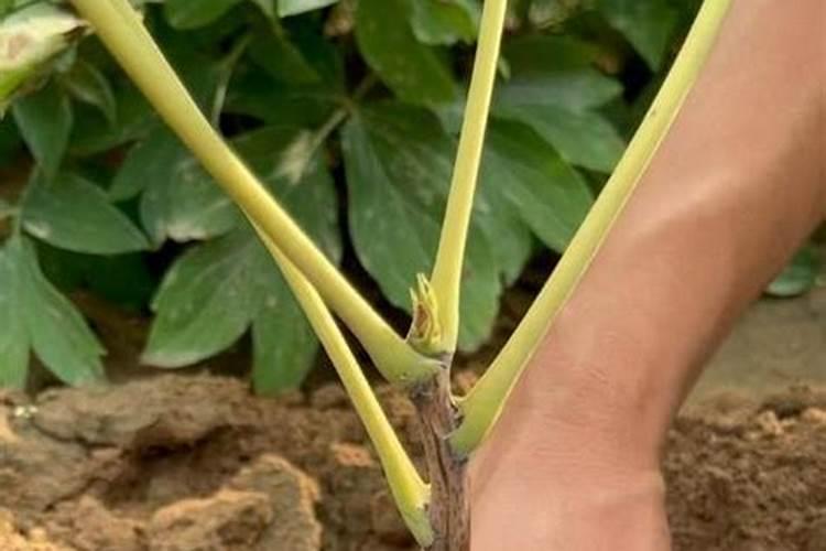 牡丹萌芽了什么时候施肥,用什么肥