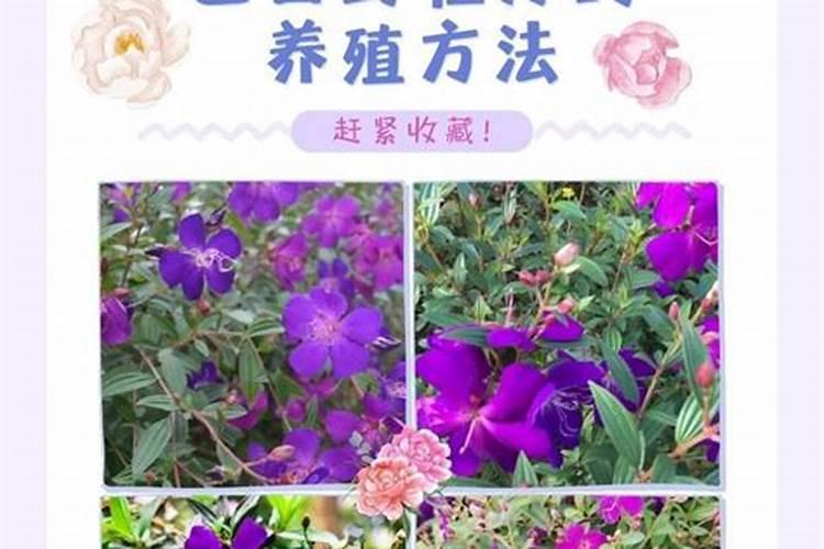 牡丹发芽后如何养护