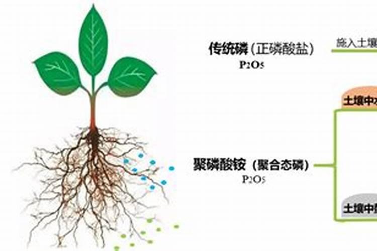 适合盐碱地改良的磷肥