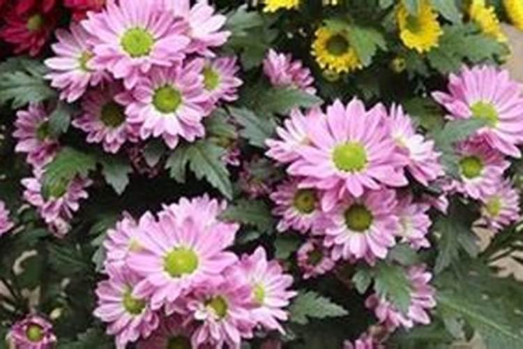 盆栽的菊花施什么肥料