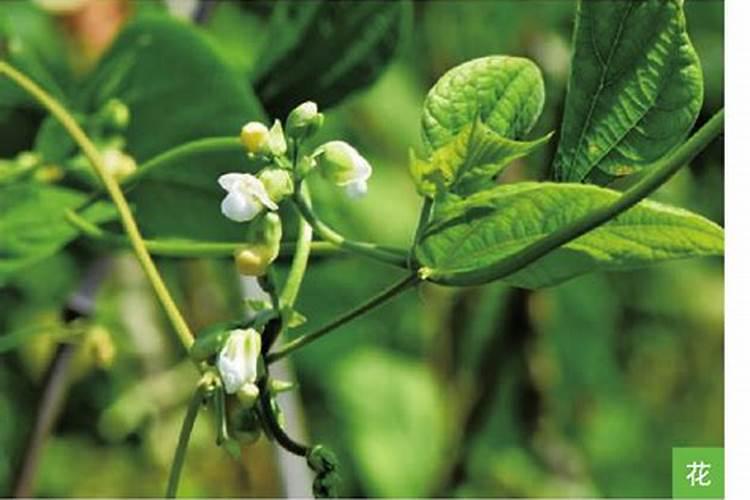 如何掌握菜豆的施肥技术？