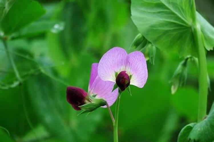 菜豆种植追肥怎么施？