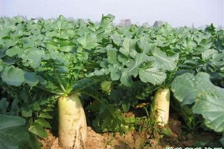 硼肥片治虫有效吗