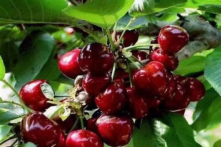 樱桃树钾肥过多会怎么样,应该怎样补救缓解？