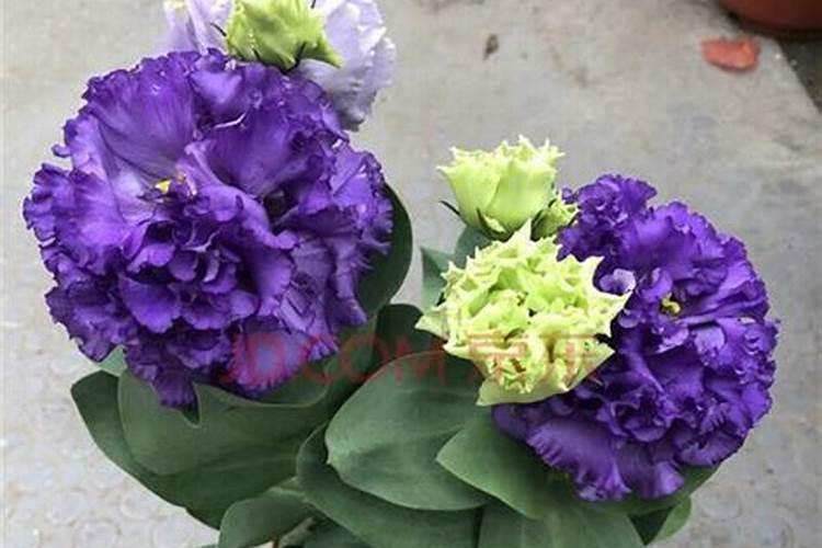 洋桔梗的土壤选择与施肥