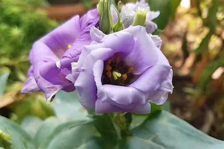 洋桔梗的土壤选择与施肥