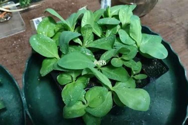 洋桔梗上盆时间与养护方法