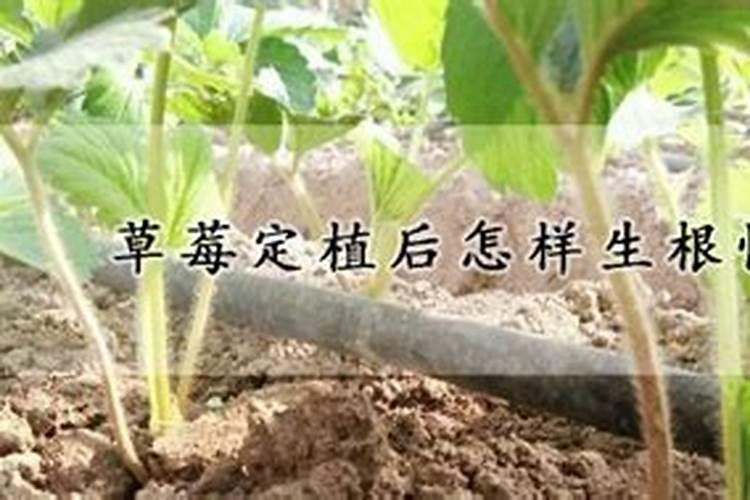 大棚草莓种植多少天可以冲施肥料