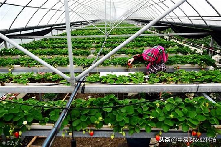 草莓追肥用什么肥料最好
