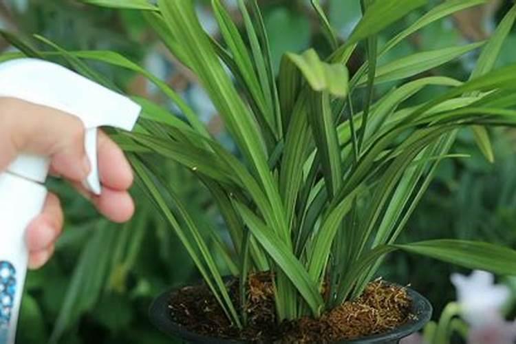 兰花什么时间开始喷磷酸二氢钾(叶面喷施浓度是多少)